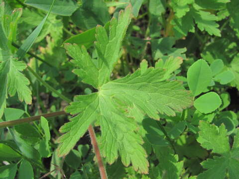 Imagem de Geranium divaricatum Ehrh.