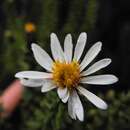 Diplostephium spinulosum Wedd. resmi