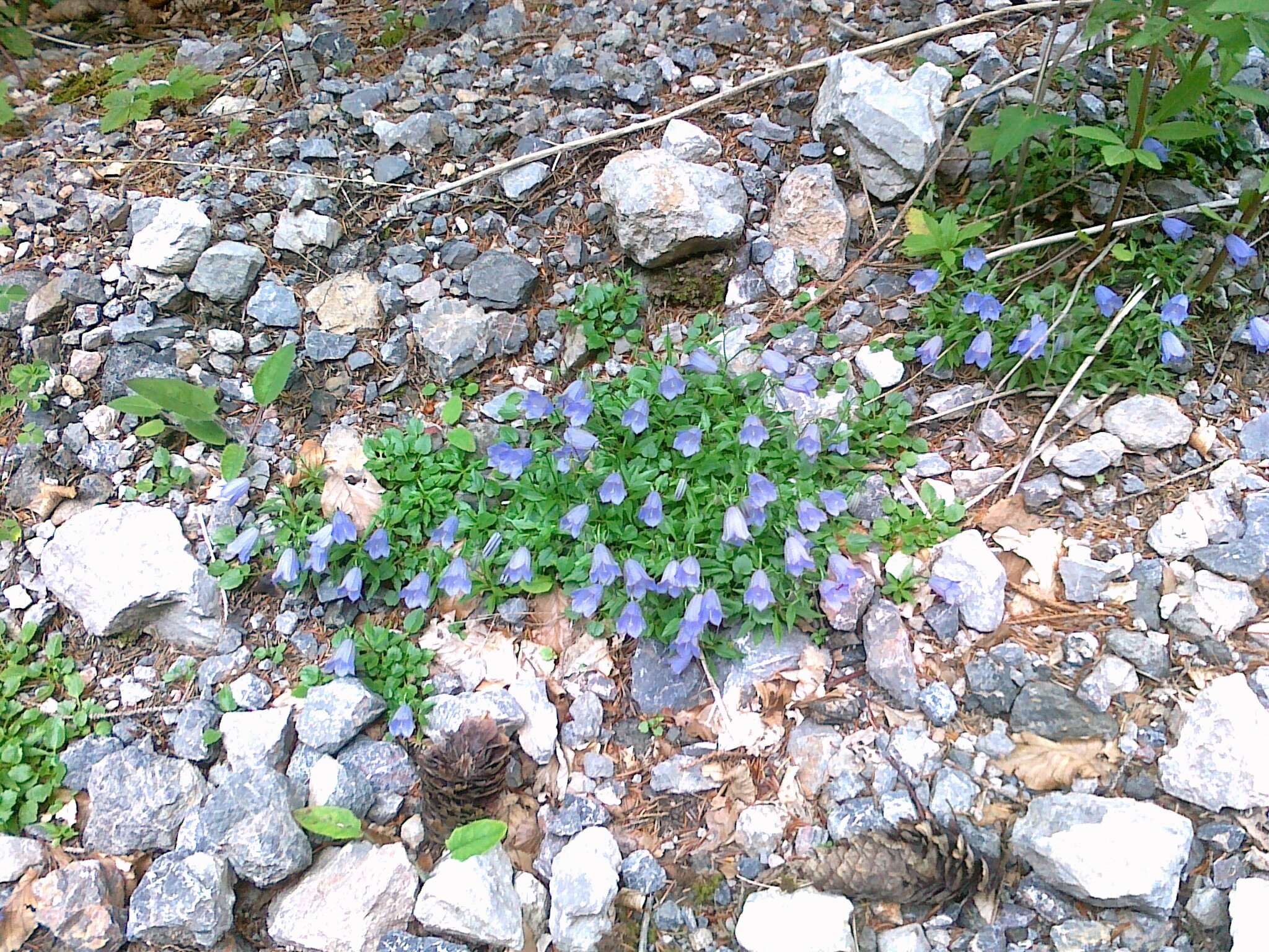 Image of Campanula cochleariifolia Lam.