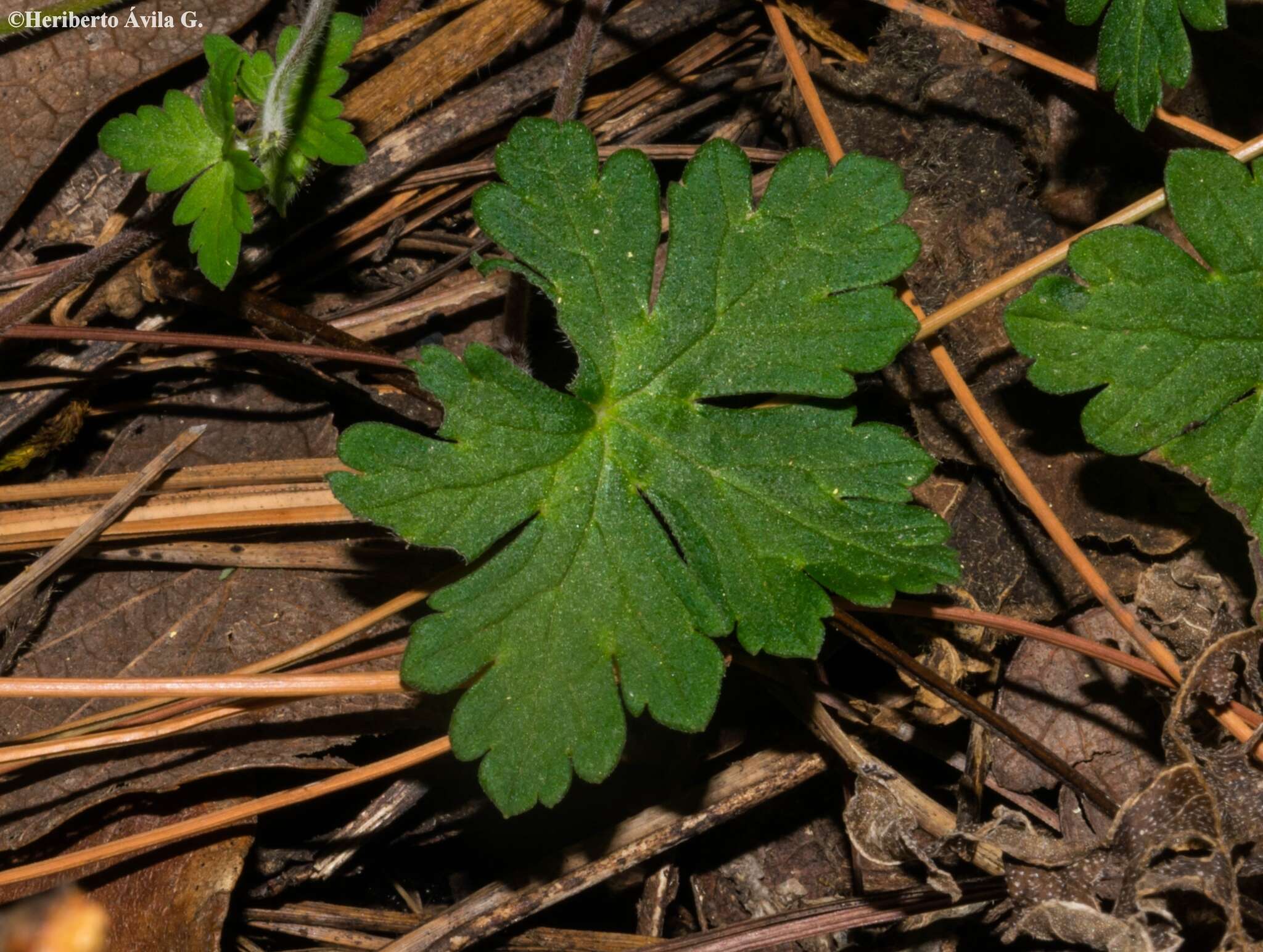 Imagem de Geranium seemannii Peyr.