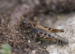 Aeropedellus clavatus (Thomas & C. 1873)的圖片