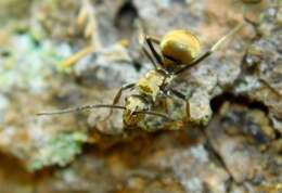 Image of Polyrhachis illaudata Walker 1859