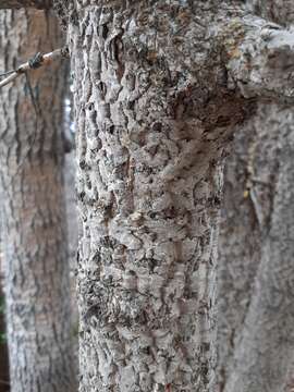 Image of corkbark fir