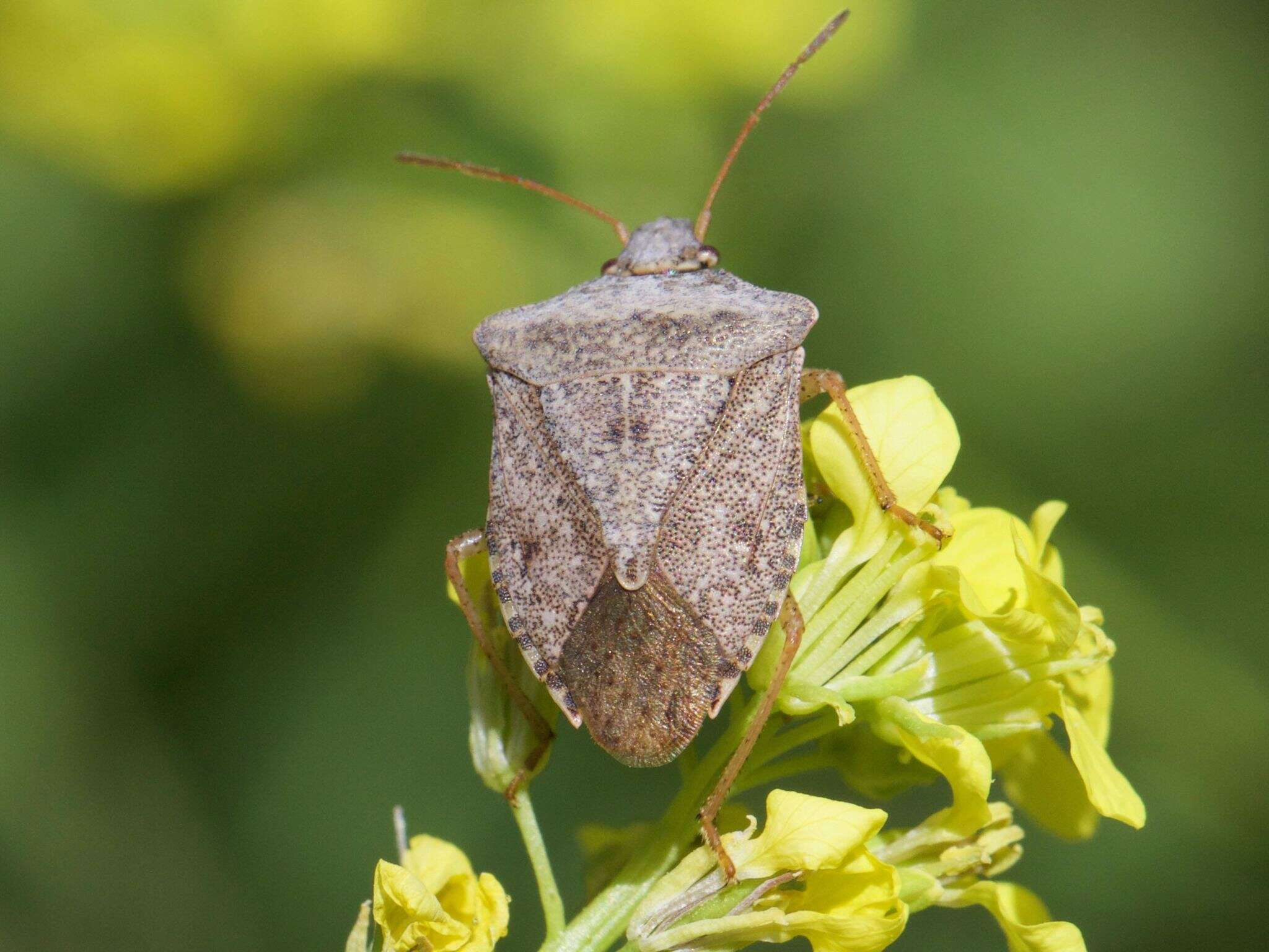 Image of Brown Stink Bug