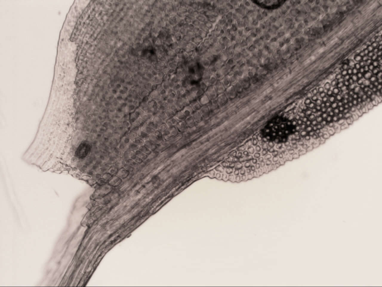 Image de Fissidens asplenioides Hedwig 1801