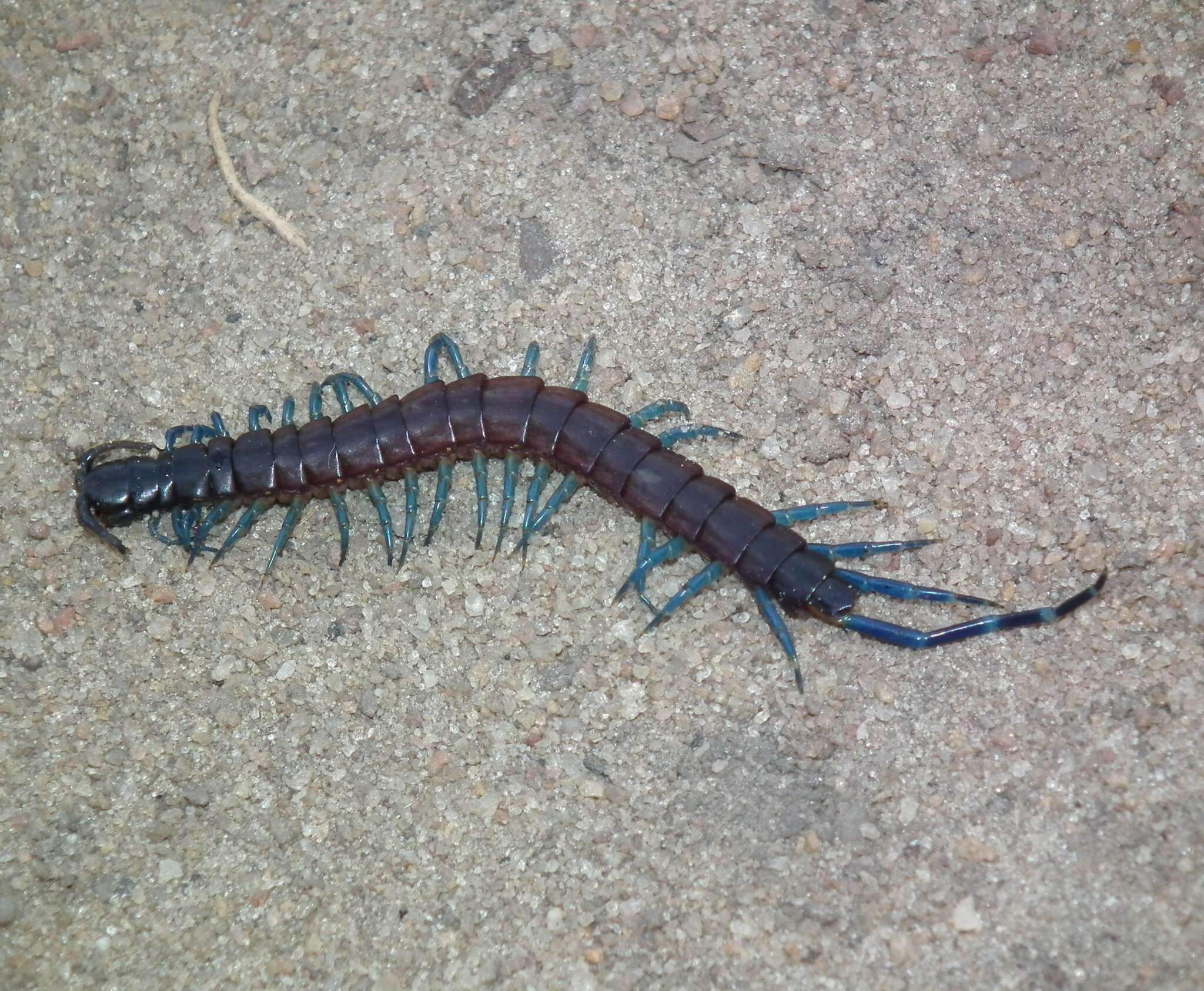 Image of Blue-Legged Centipede