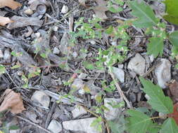 صورة Euphorbia villifera Scheele