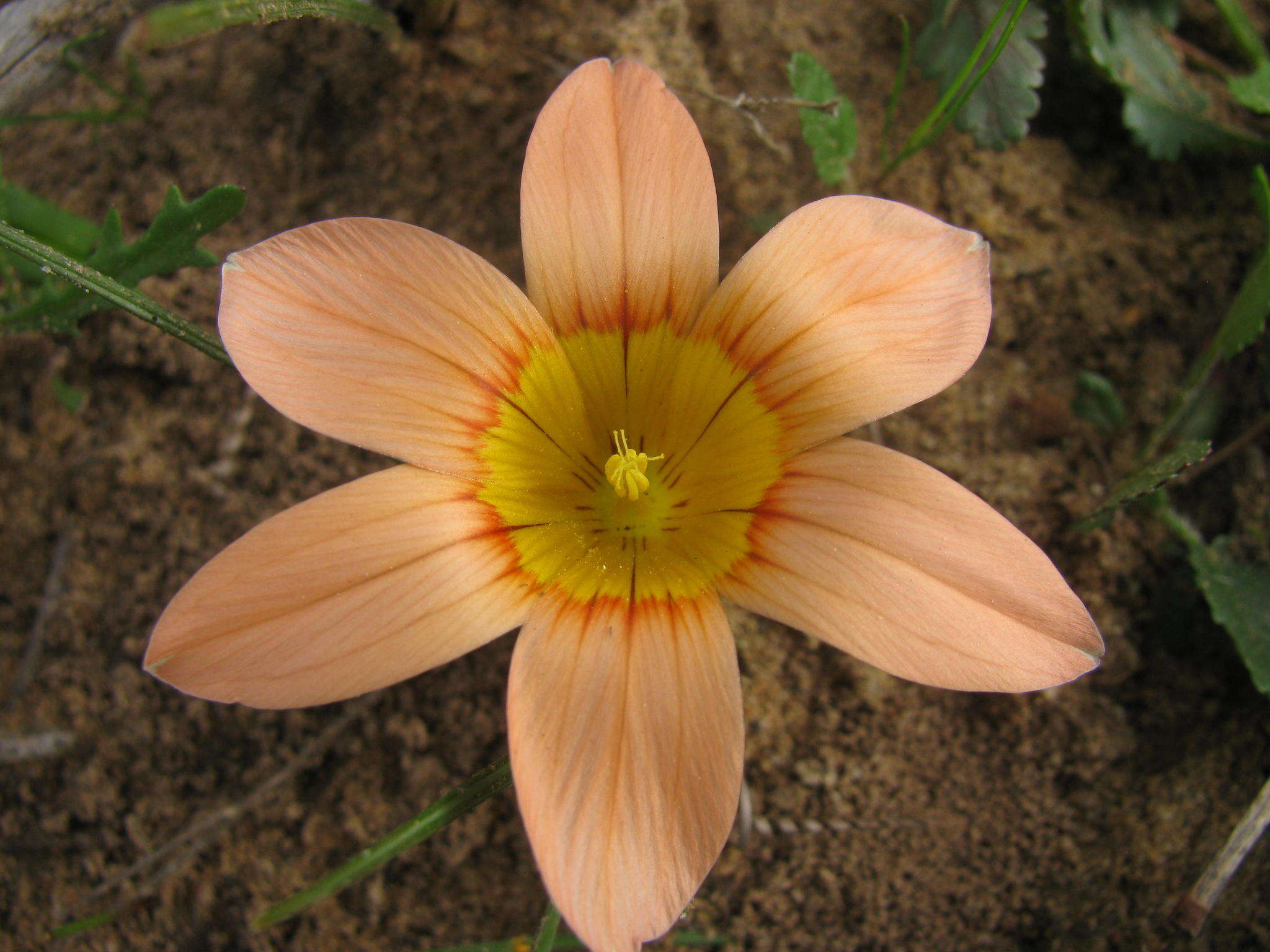 Image of Romulea setifolia var. aggregata M. P. de Vos