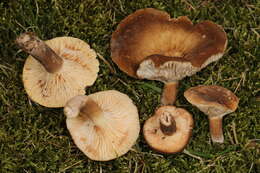 Imagem de Lactifluus petersenii (Hesler & A. H. Sm.) Stubbe 2012