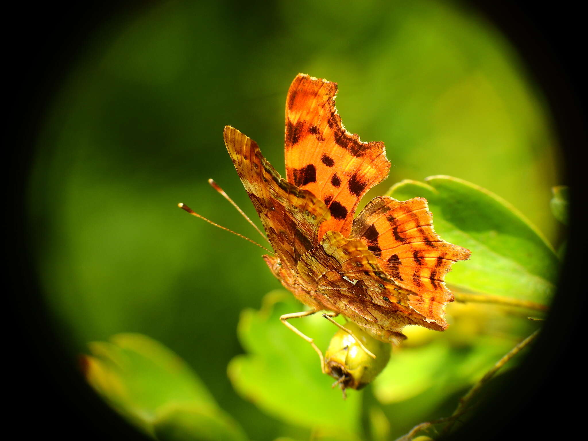 Image of Comma