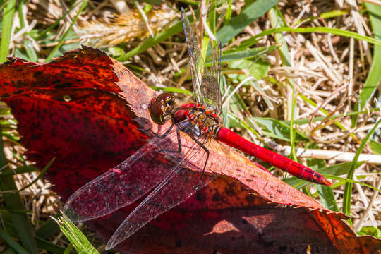 Image of Sympetrum darwinianum (Selys 1883)