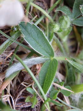 Image of Potentilla montana Brot.