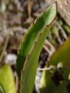 Image of Celmisia holosericea (Forst. fil.) Hook. fil.