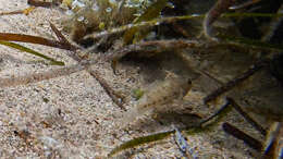 Image of Slender Goby