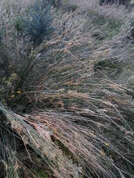 Imagem de Juncus sarophorus L. A. S. Johnson