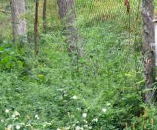 Image of Chenopodium ucrainicum