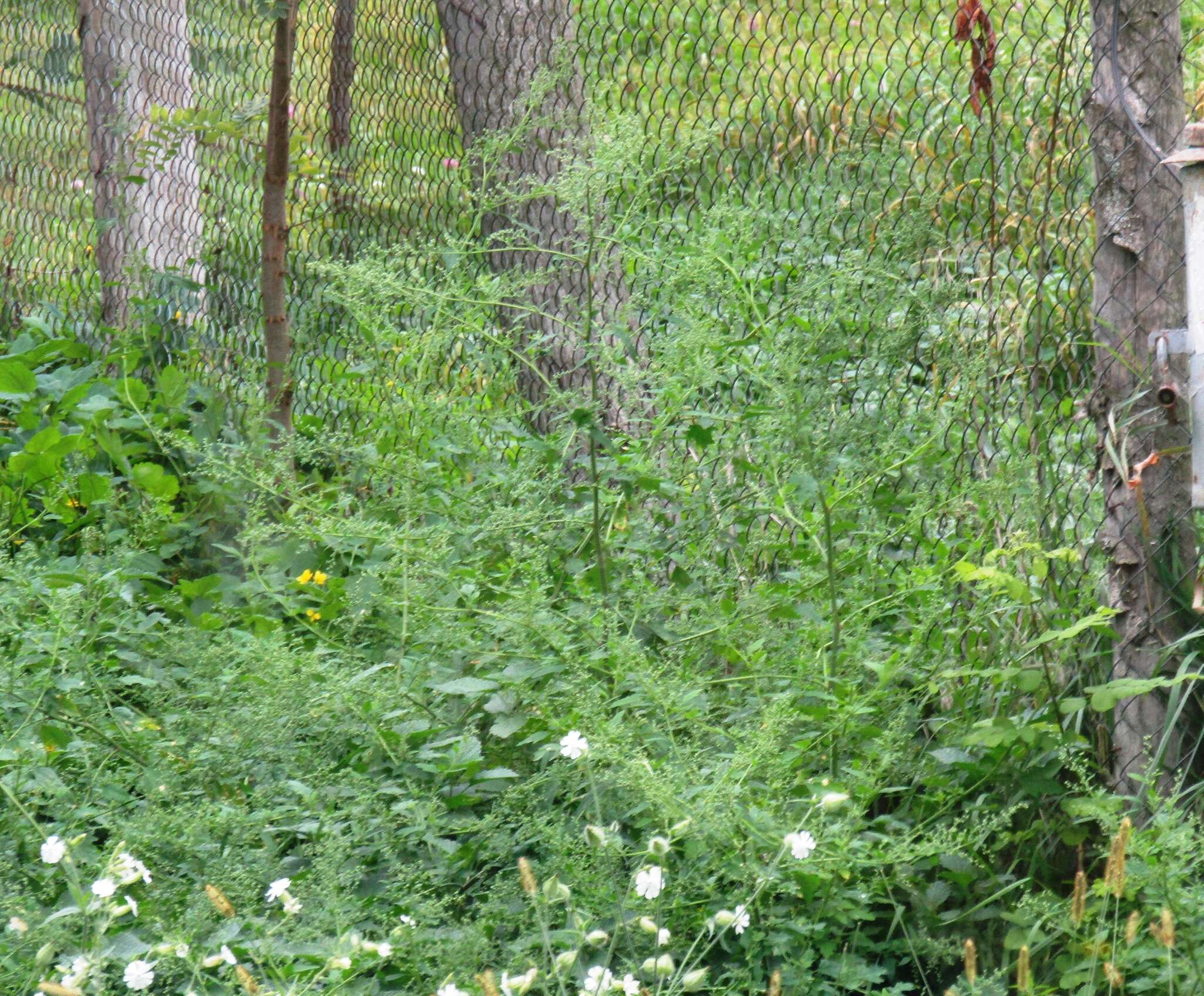 Chenopodium ucrainicum的圖片