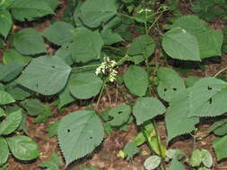 Image of Canadian woodnettle