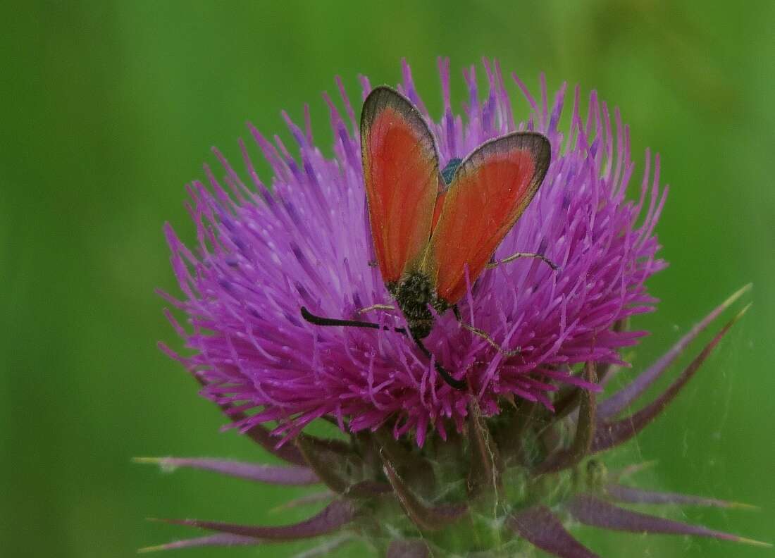 Image of Zygaena rubicundus