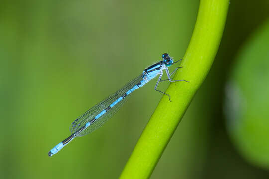 Image of Hagen's Bluet