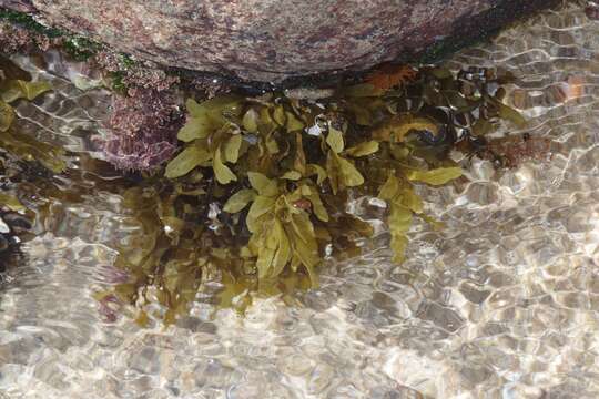 Image of Sargassum incisifolium