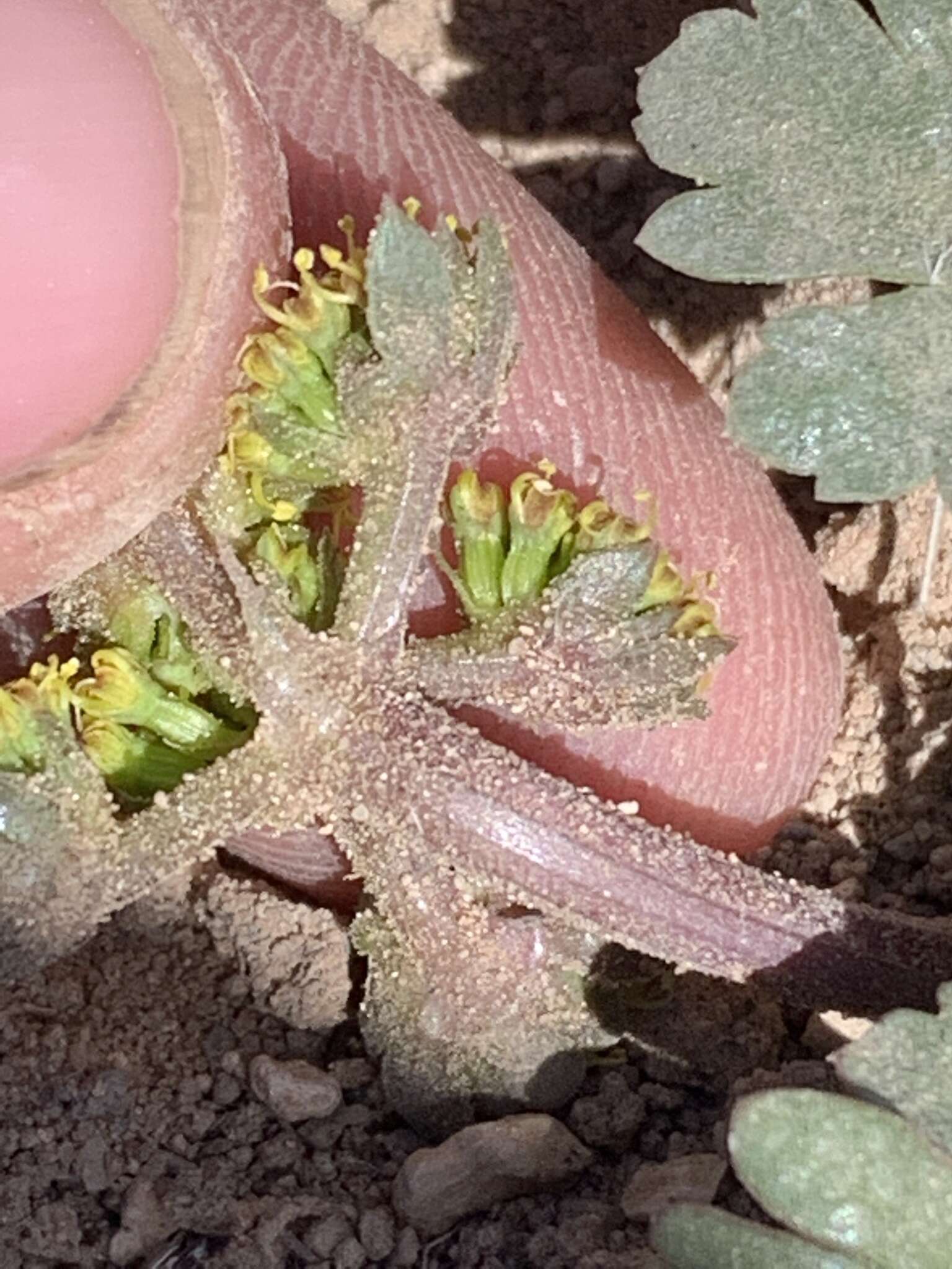 Image of sweetroot springparsley