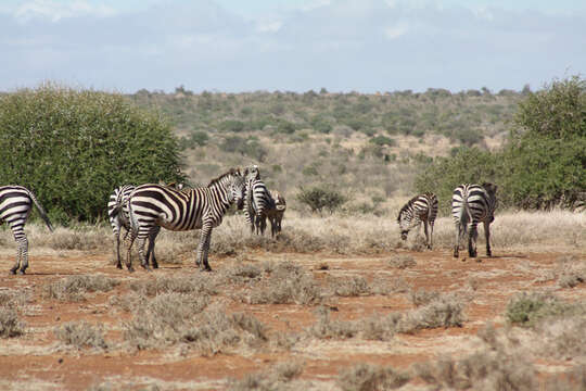 Image of zebra