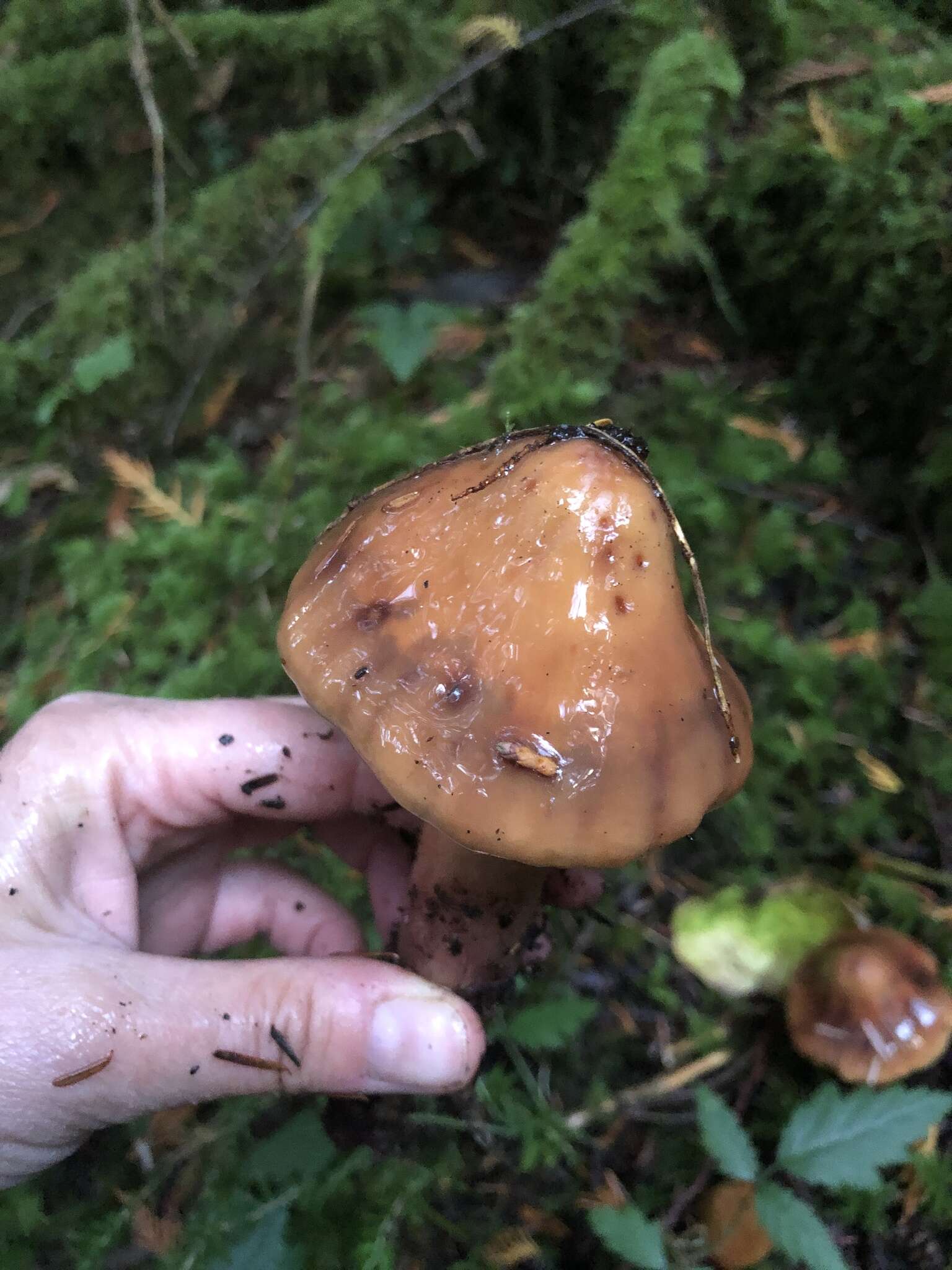 Phaeocollybia kauffmanii (A. H. Sm.) Singer 1940 resmi