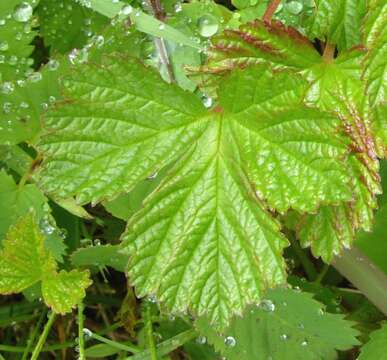 Image de Rubus arcticus subsp. stellatus (Smith) Boivin