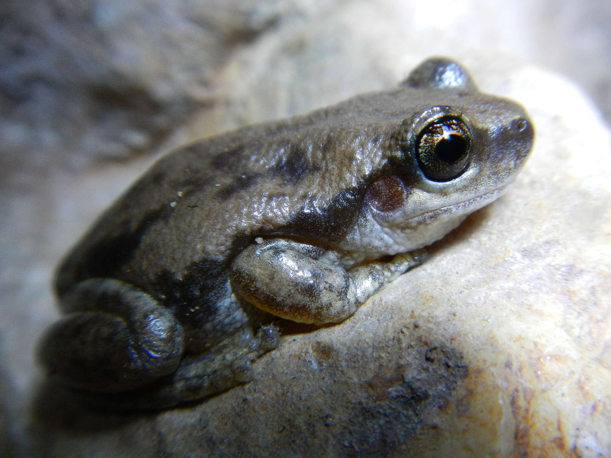 Image of Desert Tree Frog