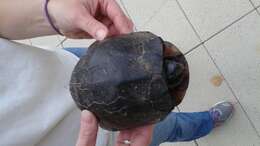 Image of American Box Turtle