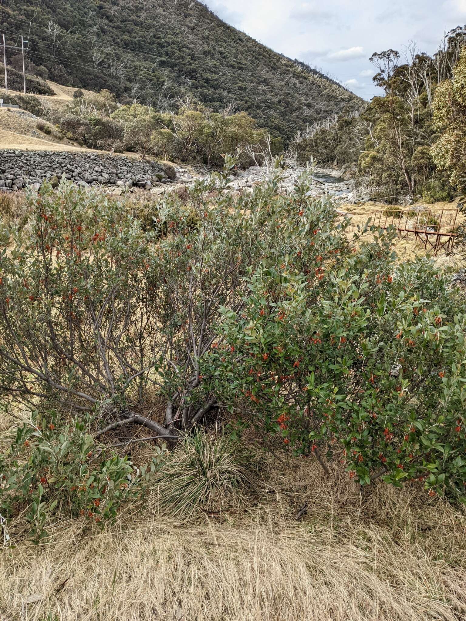 Image of Grevillea victoriae subsp. nivalis V. Stajsic & W. Molyneux