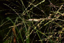 Image of Takydromus luyeanus Lue & Lin 2008