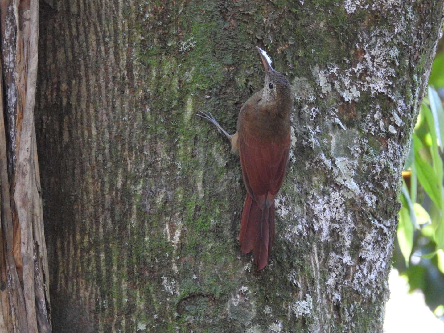 Image of Dendrocolaptes certhia retentus Batista et al. 2013