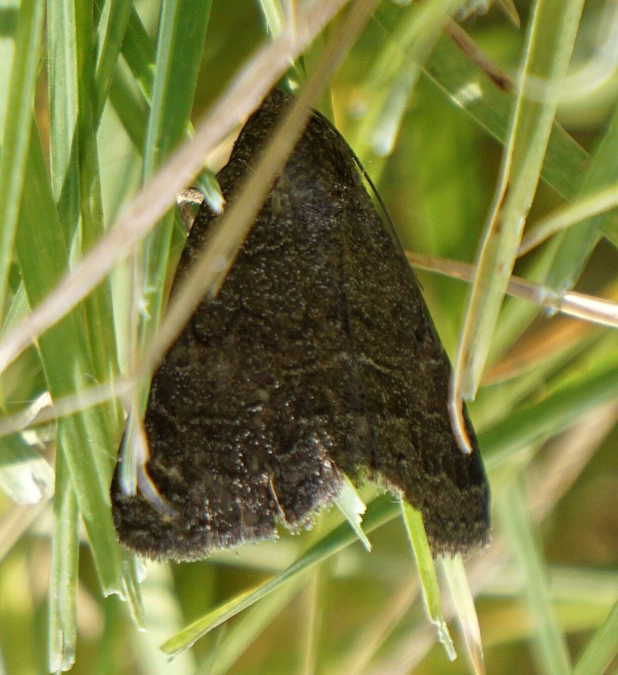 Image of Dusty Lined Matigramma