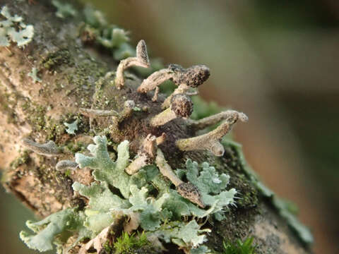 Image of Ophiocordyceps clavulata (Schwein.) Petch 1933