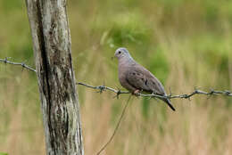 Imagem de Columbina minuta (Linnaeus 1766)