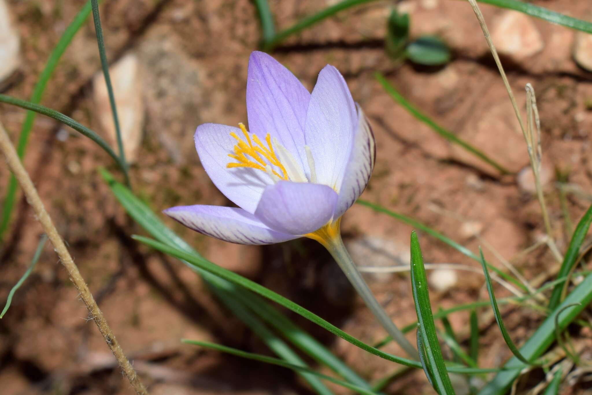 Image of smooth crocus