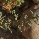 Plancia ëd Caroxylon tetrandrum (Forsk.) Akhani & Roalson