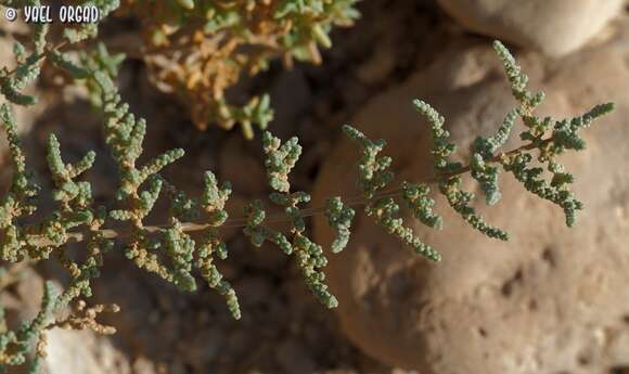 صورة Caroxylon tetrandrum (Forsk.) Akhani & Roalson