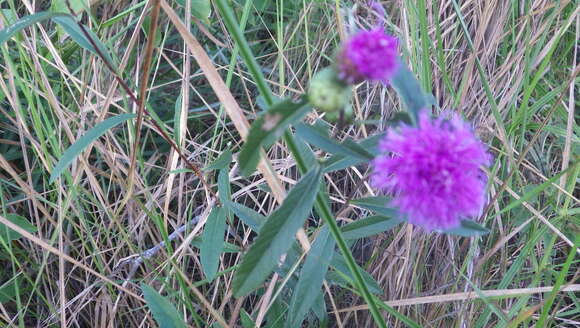 Imagem de Lessingianthus grandiflorus (Less.) H. Rob.