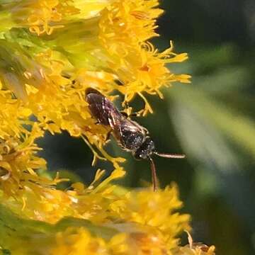 Image of Punctate masked bee