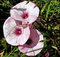 Image of mallow bindweed