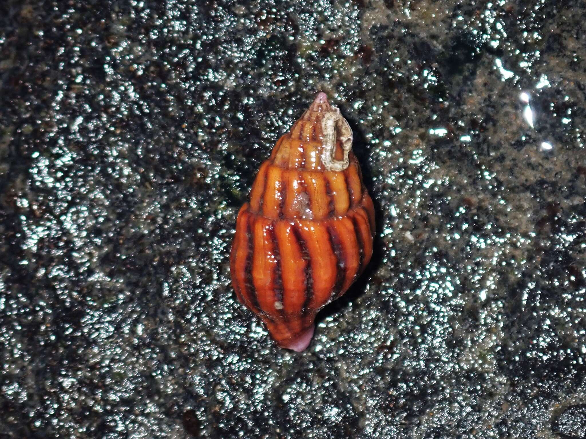 Image of Peristernia reincarnata Snyder 2000