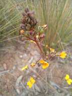 Image of Stylidium luteum R. Br.