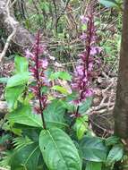 Thyrsacanthus nitidus (Jacq.) Nees resmi