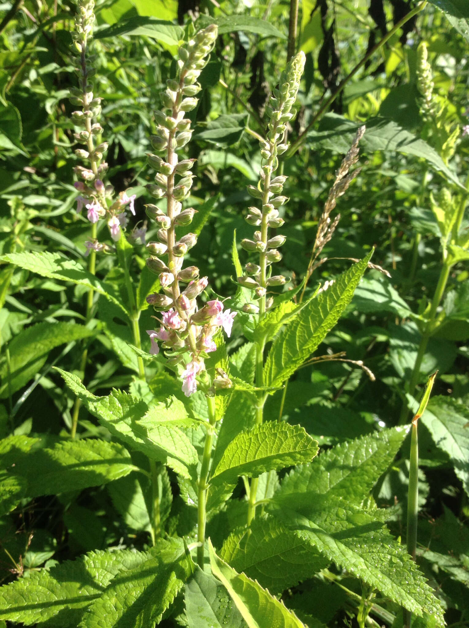 Image of Canada germander