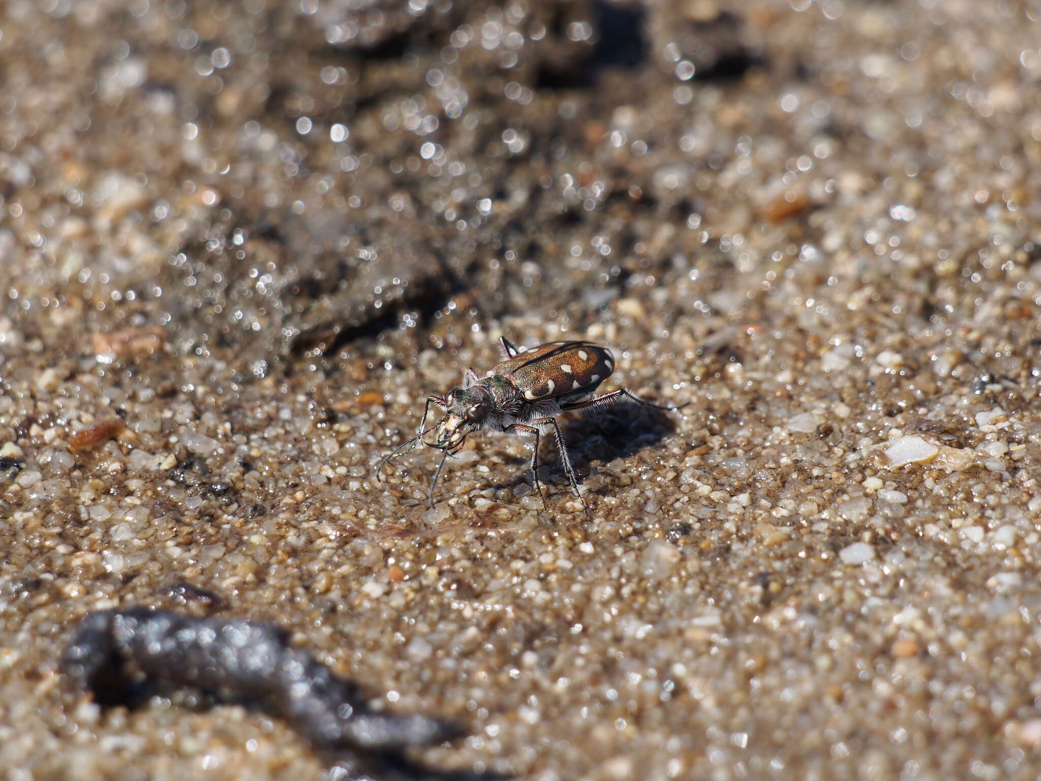 Image of Calomera littoralis fiorii