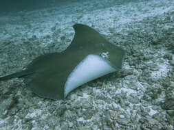 Image of Pink Whipray