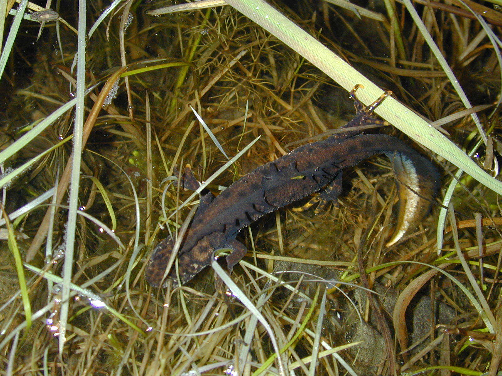 Image of Great Crested Newt